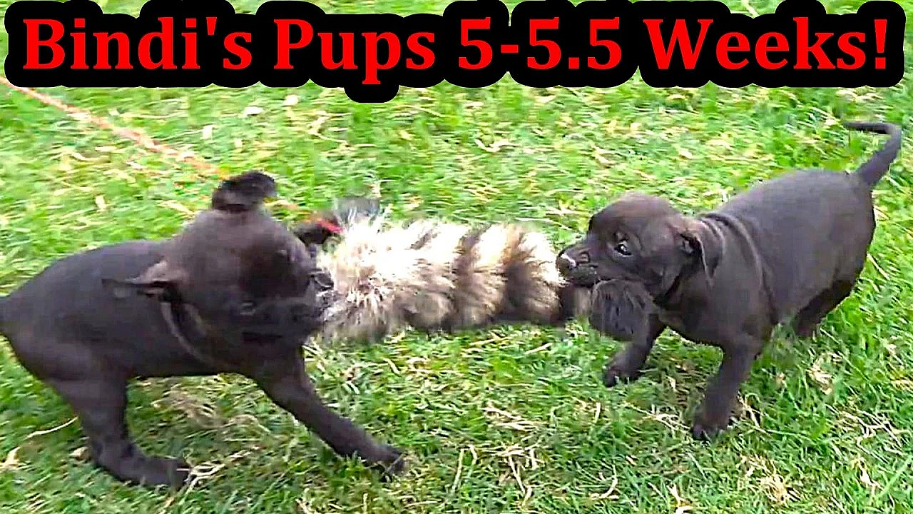 Bindi's Pups 5 To 5.5 Weeks Old