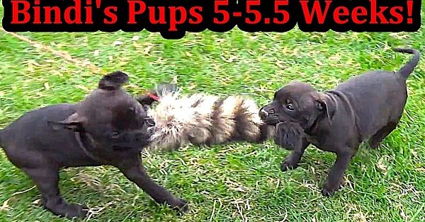 Bindi's Pups 5 To 5.5 Weeks Old
