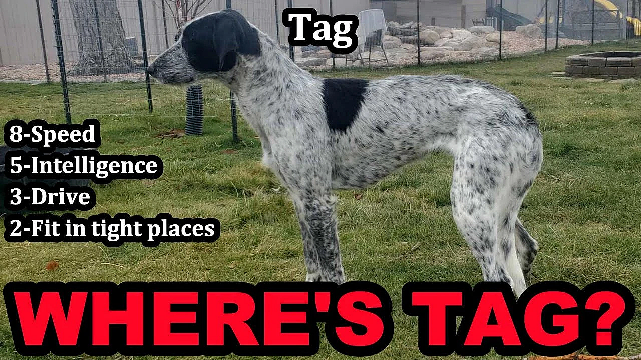 Where Is Tag? Mink Man Explains