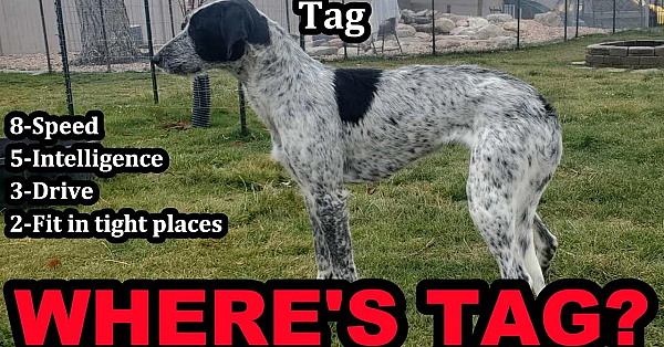 Where Is Tag? Mink Man Explains