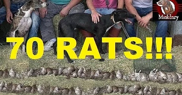 70 Rats! New Record!!! Mink And Dogs Eradicate Rats.