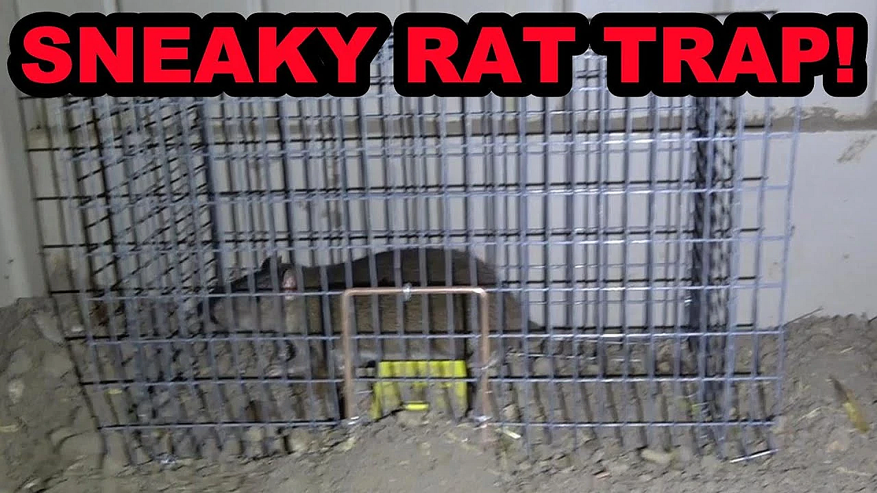 Sneaky Rat Trap For Sneaky Rats!