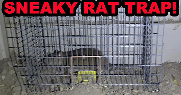 Sneaky Rat Trap For Sneaky Rats!