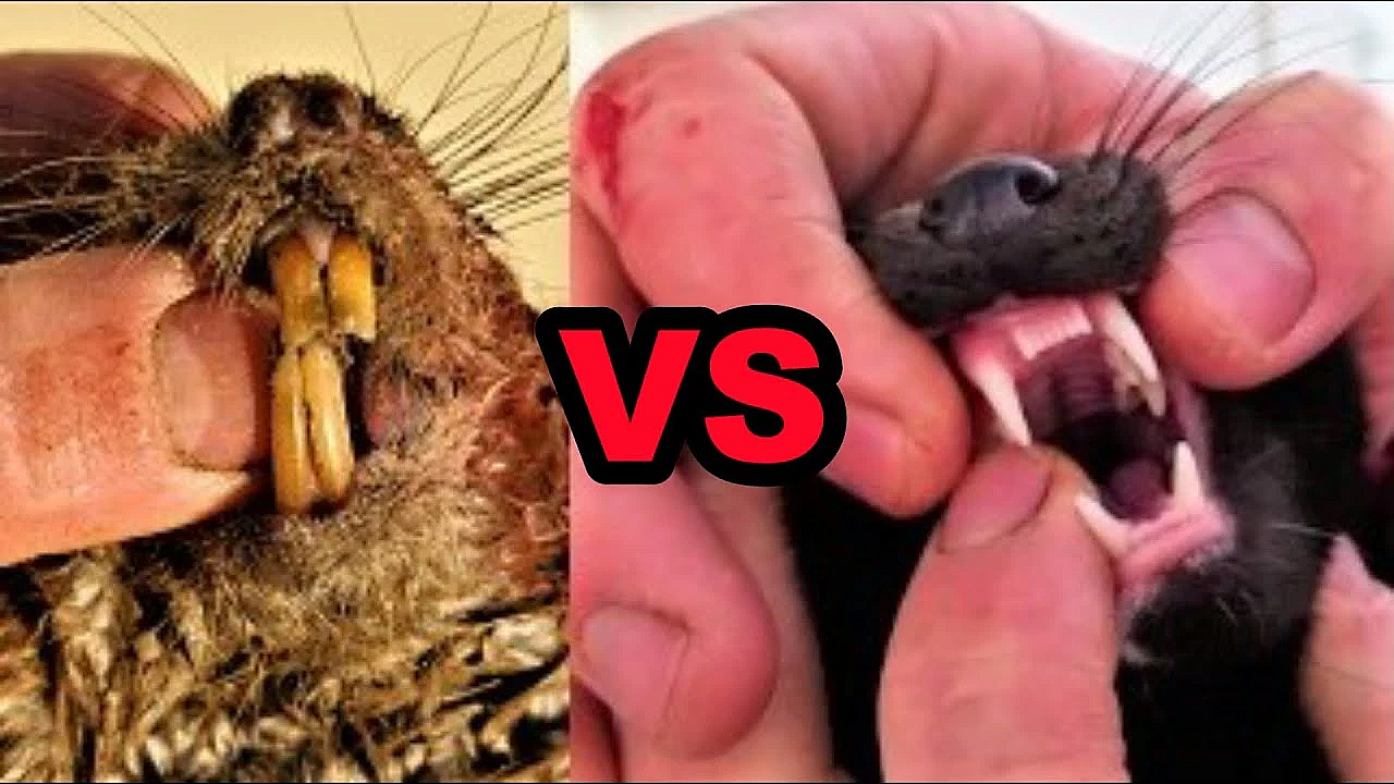 Boon The Muskrat Reaper!