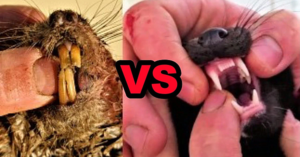 Boon The Muskrat Reaper!