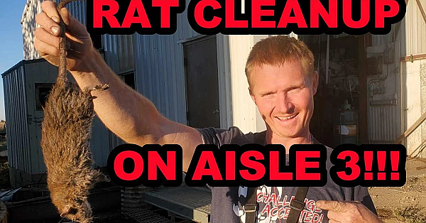 Back Breaking Labor To Eradicate Giant Rats.