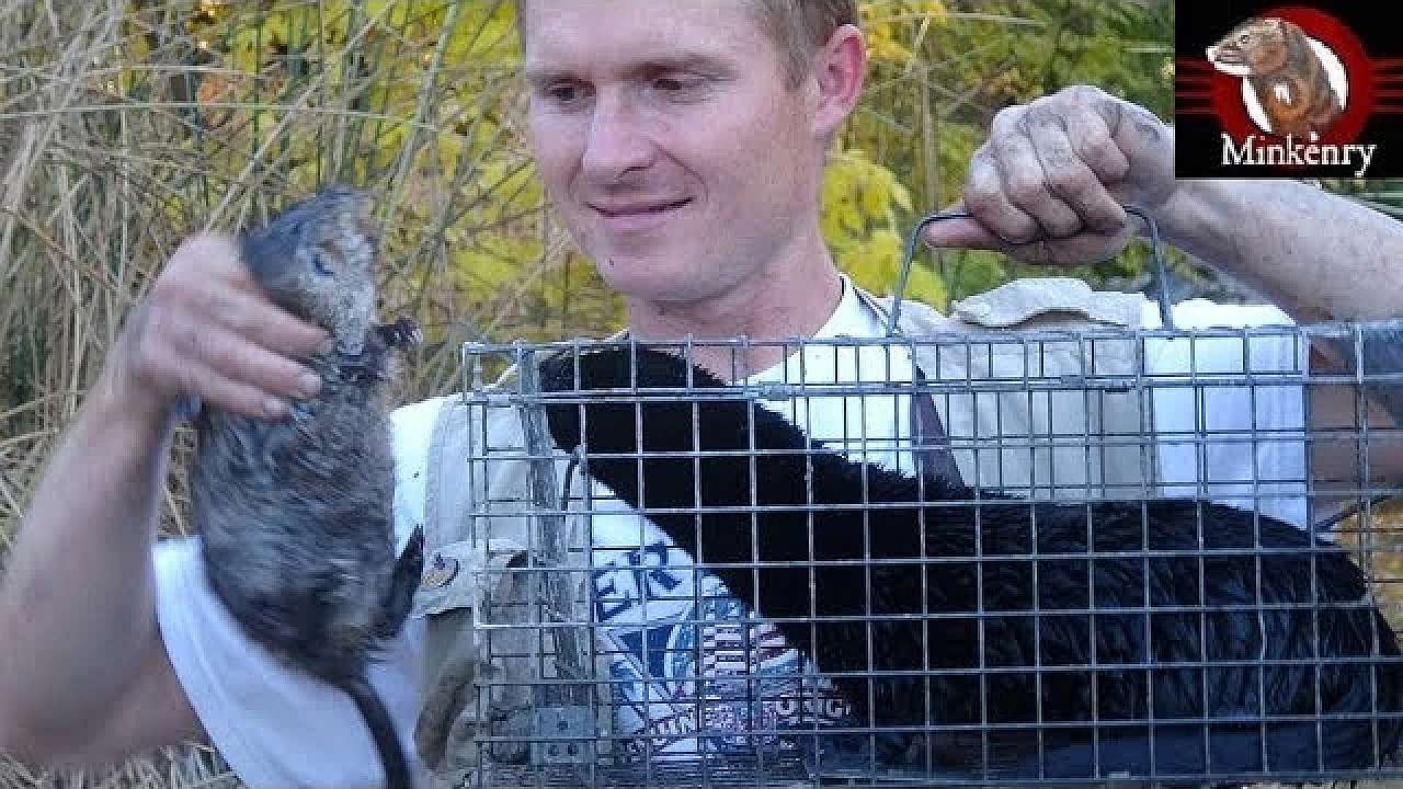 Piranha The Mink Proves Herself! 4 Muskrats And 3 Fish!