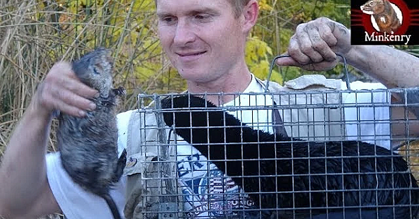 Piranha The Mink Proves Herself! 4 Muskrats And 3 Fish!