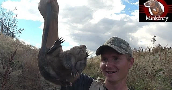 First Ever Footage Of 2 Mink Tag-teaming A Muskrat!!!