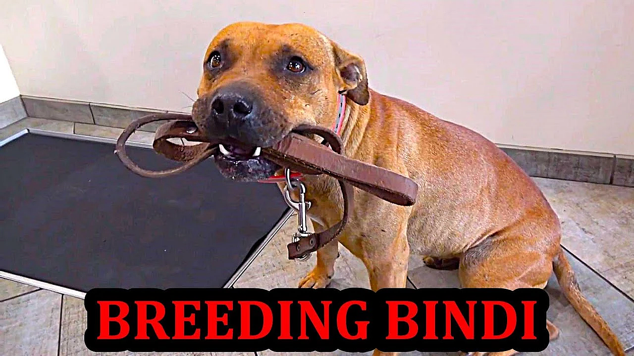 Getting Bindi Bred, And What's Next?