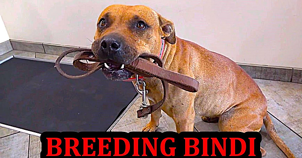 Getting Bindi Bred, And What's Next?