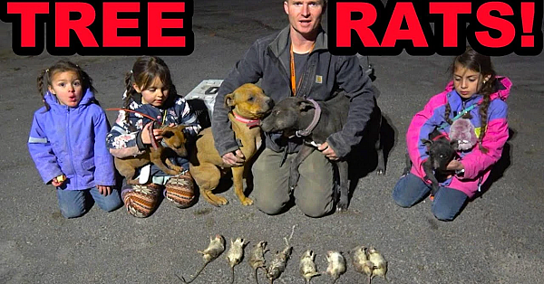 Tree Climbing Rats Infest Apple Orchard!