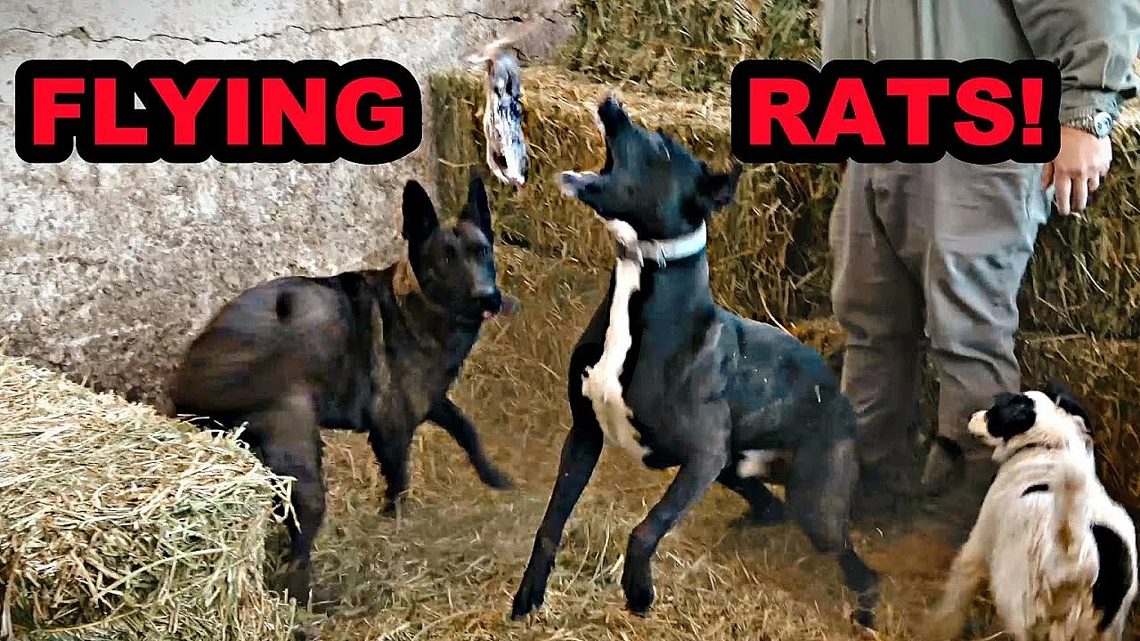 111 Rats Annihilated!