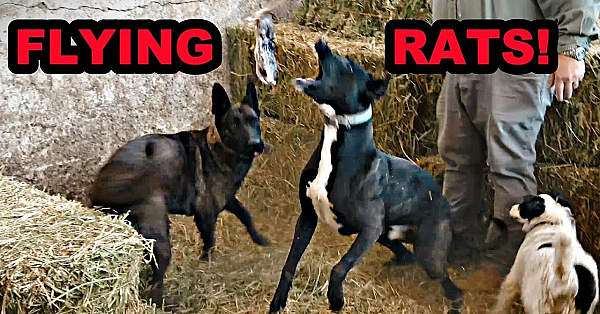 111 Rats Annihilated!