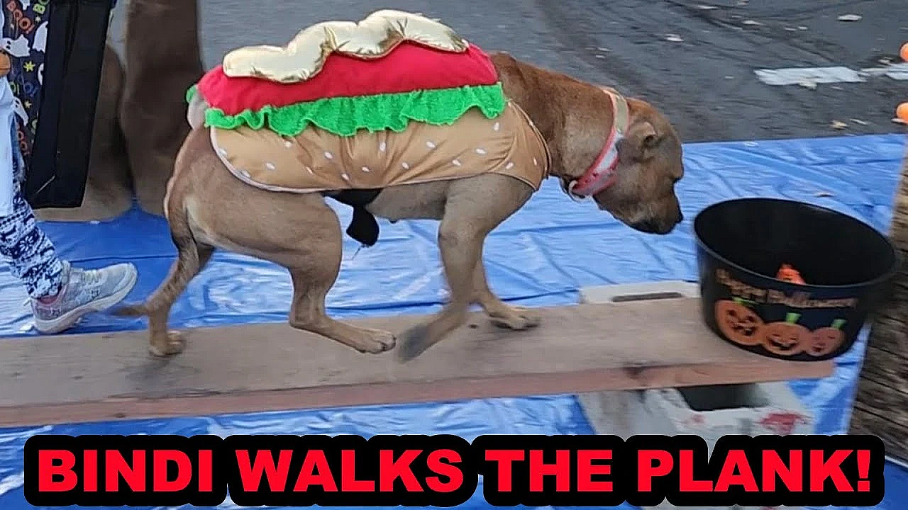 Pit Bull Loose At A Halloween Party.... Oh The Horror!!!