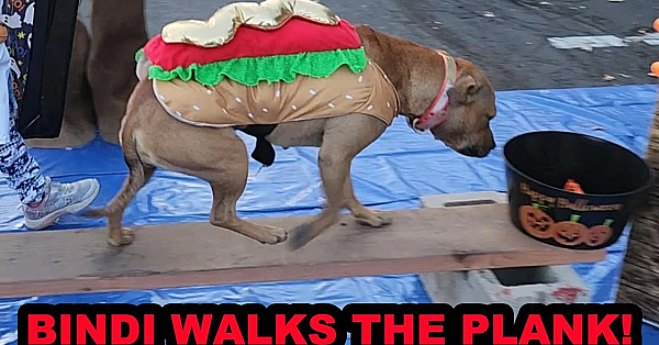 Pit Bull Loose At A Halloween Party.... Oh The Horror!!!