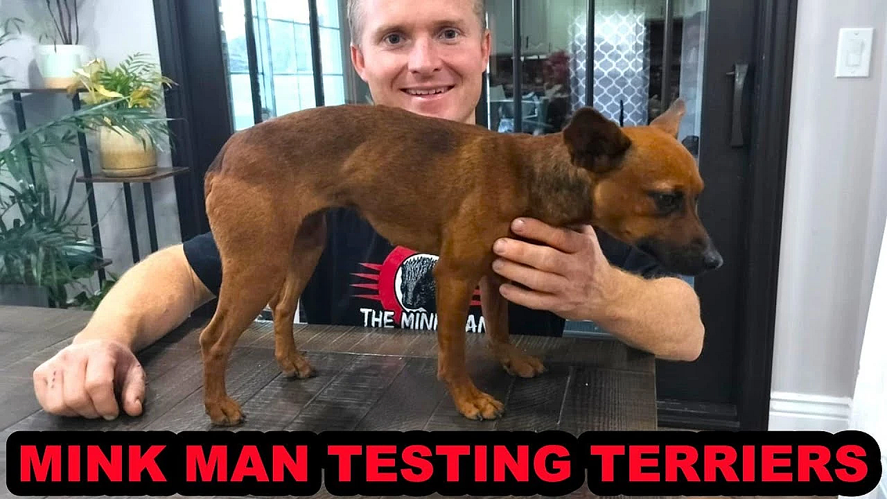 Testing Tiny Terrier Prospect.