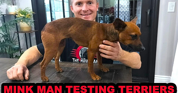 Testing Tiny Terrier Prospect.