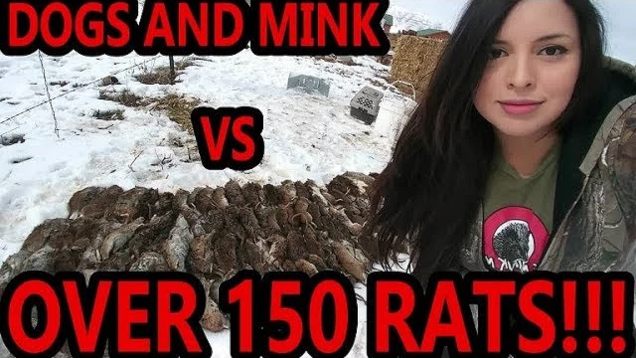 New Record!!! Well Over 100 Rats Caught By My Mink And Dogs!!!