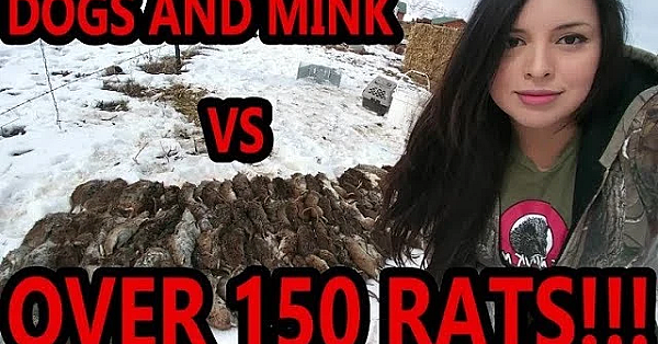 New Record!!! Well Over 100 Rats Caught By My Mink And Dogs!!!