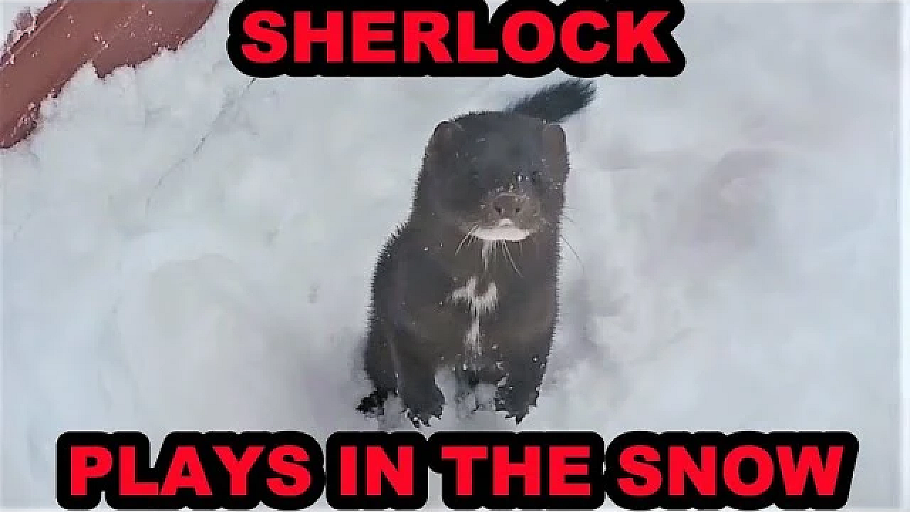 Sherlock Plays In The Deep Snow!