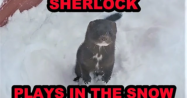 Sherlock Plays In The Deep Snow!