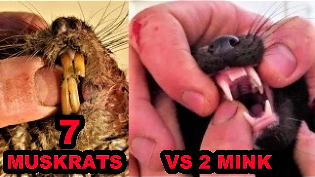 7 Muskrats Caught With 2 Mink!