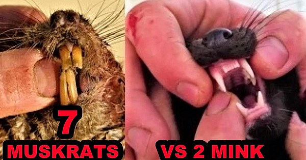 7 Muskrats Caught With 2 Mink!