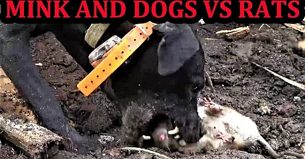 Rubbish Rat Eradication With Mink And Dogs.