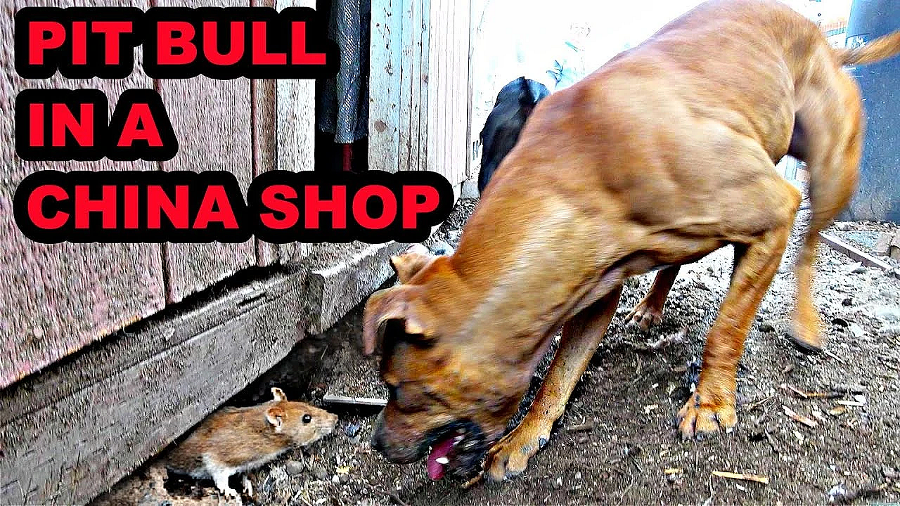Ratting Like A Pit Bull In A China Shop!
