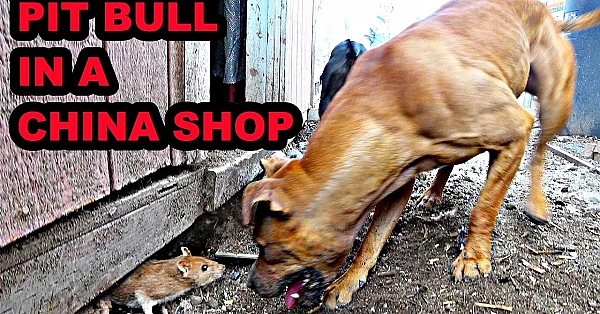 Ratting Like A Pit Bull In A China Shop!