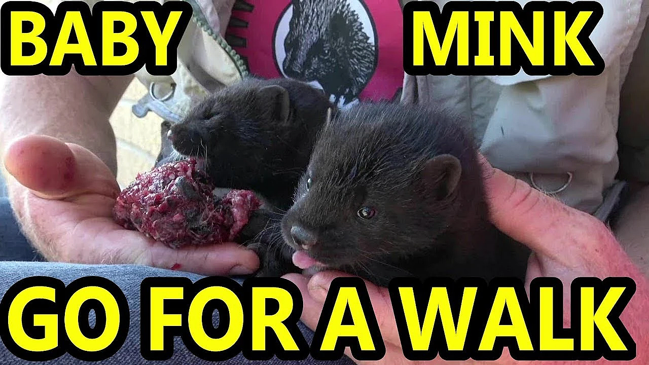 Baby Mink Axel And Saber On A Walk