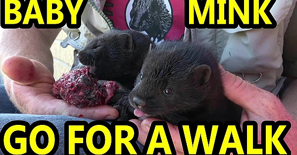 Baby Mink Axel And Saber On A Walk