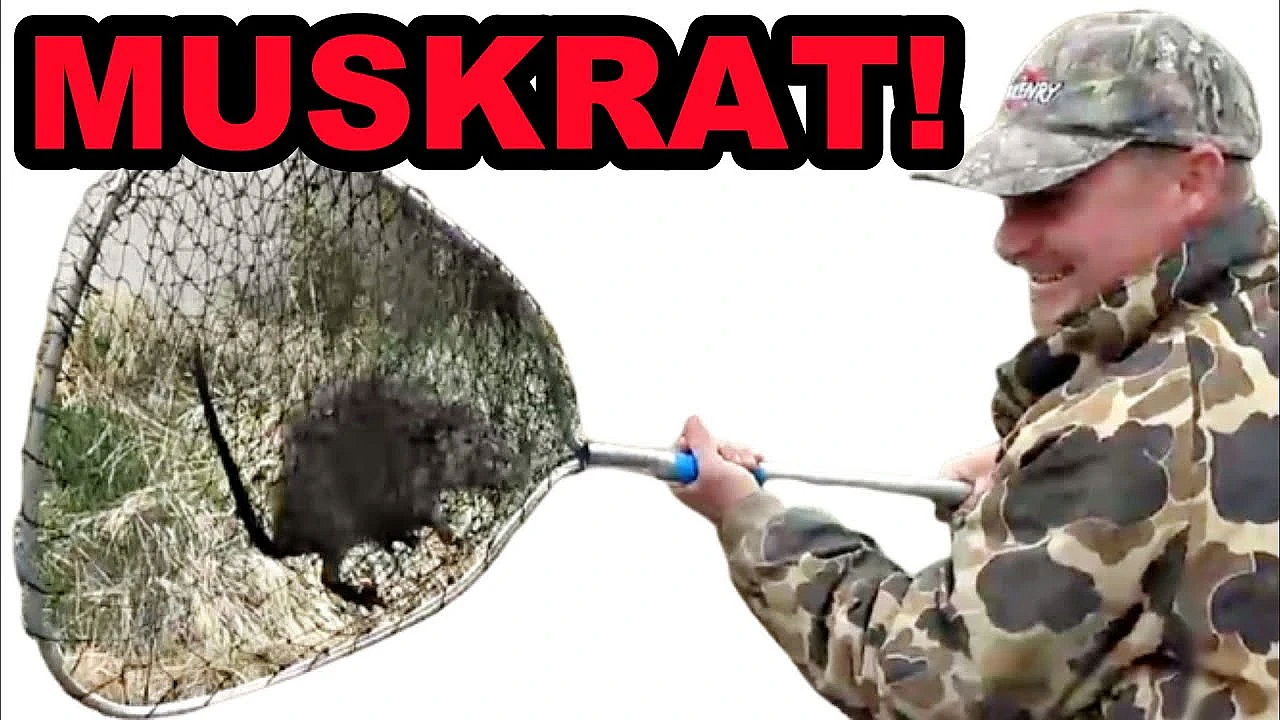 Boon And Crockett Triple Muskrat Challenge!