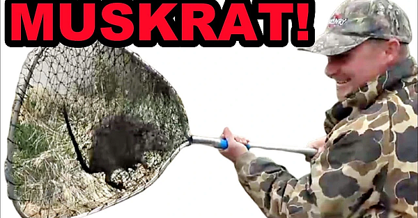 Boon And Crockett Triple Muskrat Challenge!