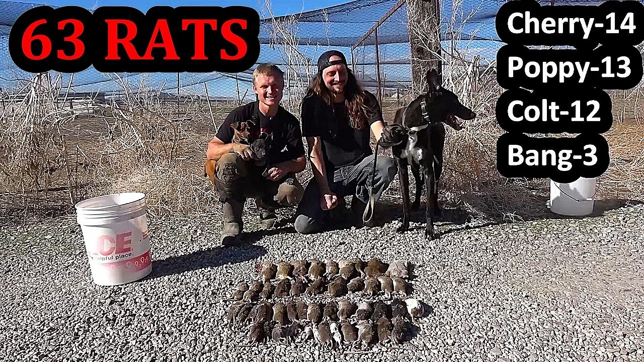 Dogs Demolish 63 Rats!