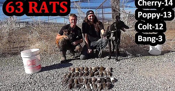 Dogs Demolish 63 Rats!