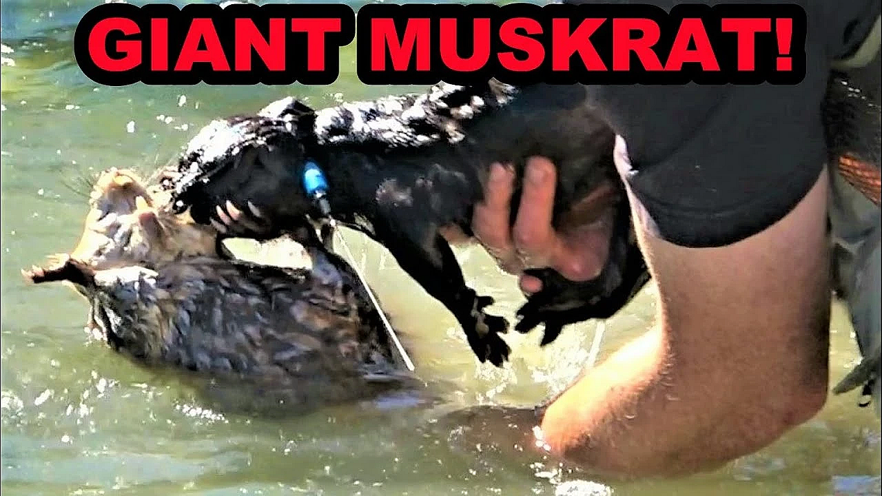 Boon Catches Record Breaking Muskrat!!!