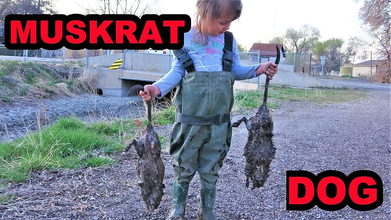 Sherni: Muskrat Dog In Training.