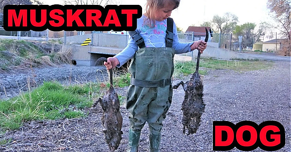 Sherni: Muskrat Dog In Training.