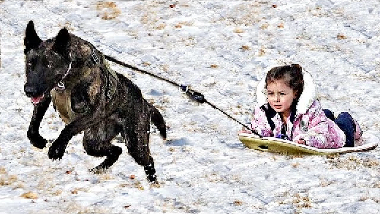 Sledding With Sherni