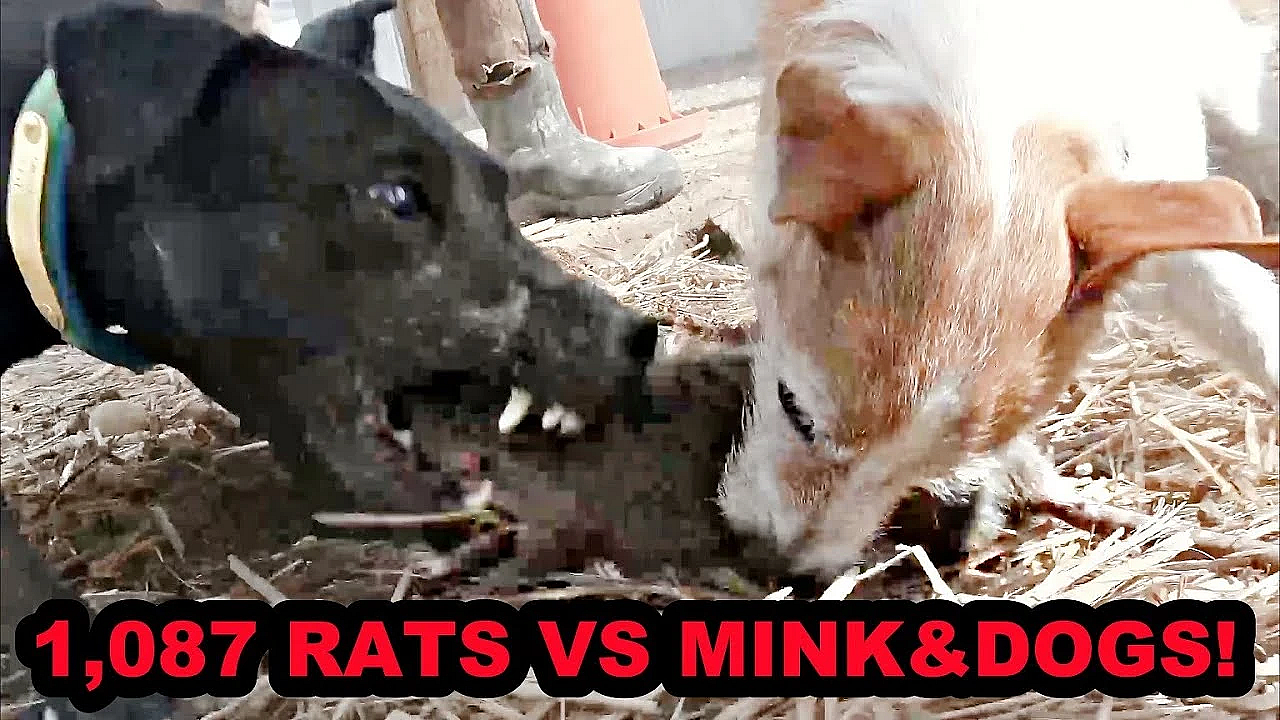 1,087 Rats On One Pheasant Farm!!!!!