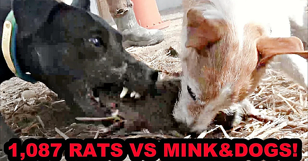 1,087 Rats On One Pheasant Farm!!!!!