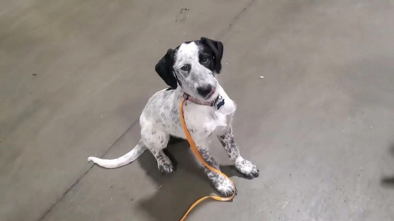 Update On Training Tag The Drahthaar Lurcher!