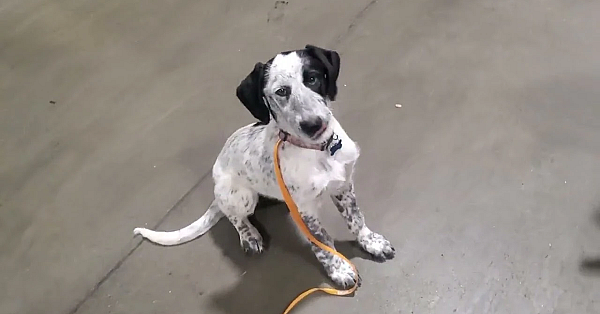 Update On Training Tag The Drahthaar Lurcher!