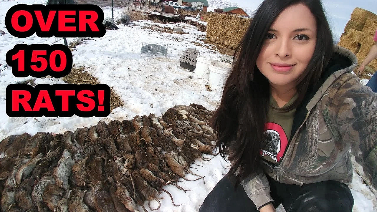 Well Over 150 Rats Caught By My Mink And Dogs!!!