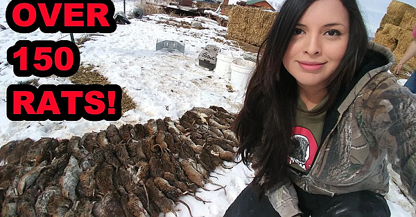 Well Over 150 Rats Caught By My Mink And Dogs!!!