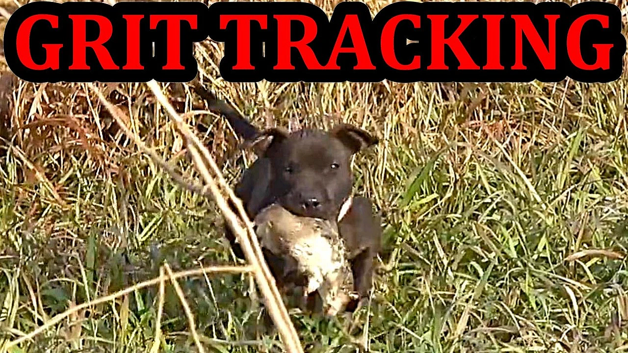 Grit The Pit Bull Puppy Tracking Training