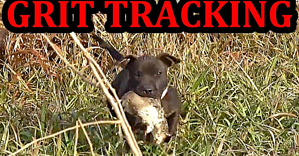 Grit The Pit Bull Puppy Tracking Training