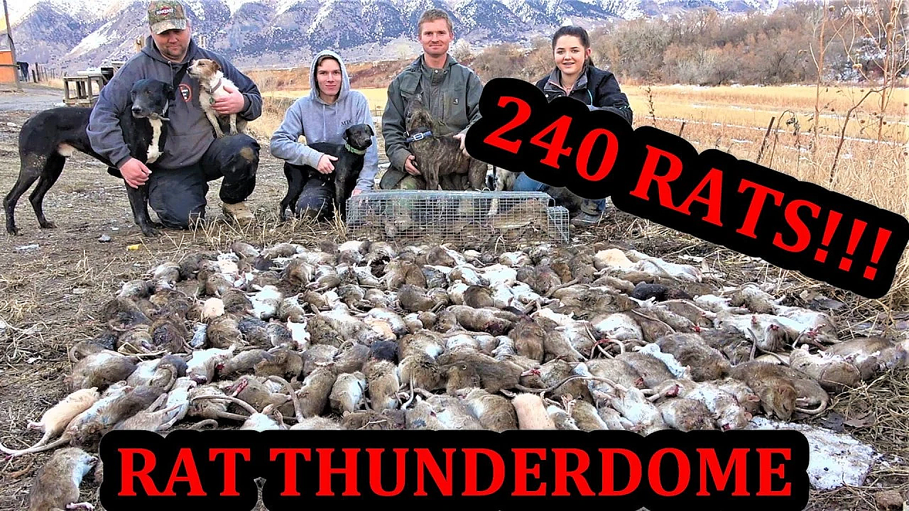 Mink vs Rat Thunderdome!